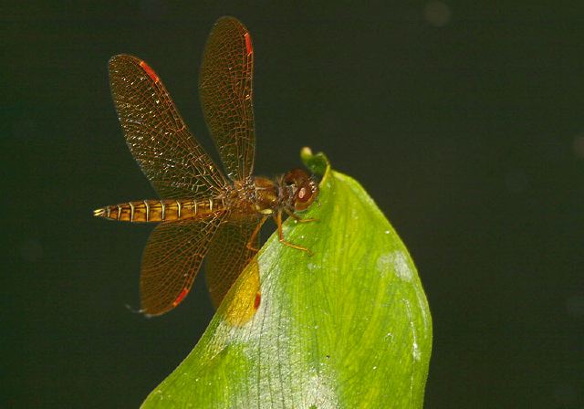 Perithemis tenera Libellulidae