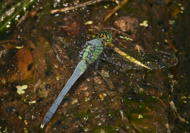 Erythemis simplicicollis Libellulidae