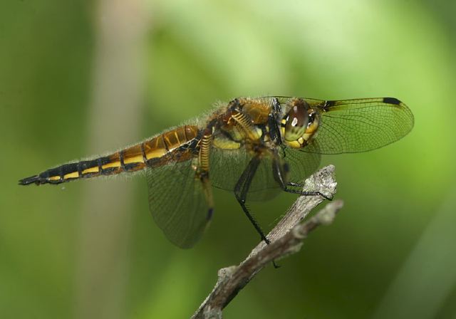 Libellula quadrimaculata Libellulidae