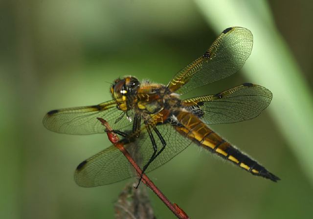 Libellula quadrimaculata Libellulidae