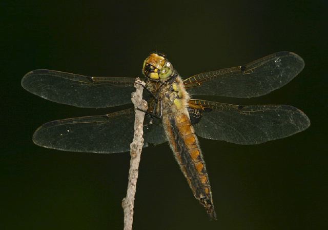 Libellula quadrimaculata Libellulidae