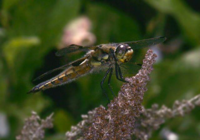 Libellula quadrimaculata Libellulidae