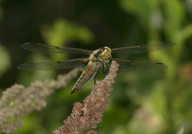 Libellula quadrimaculata Libellulidae