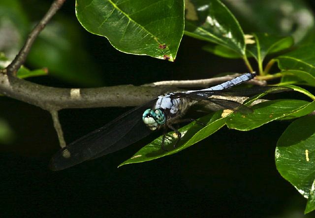 Libellula vibrans Libellulidae