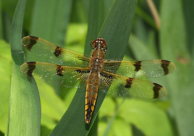 Libellula semifasciata Libellulidae