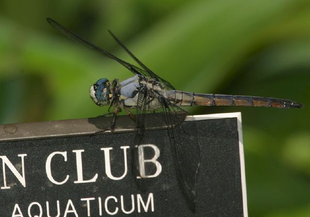 Libellula vibrans Libellulidae