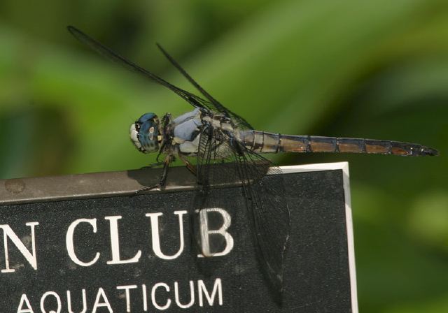 Libellula vibrans Libellulidae