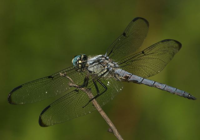 Libellula vibrans Libellulidae