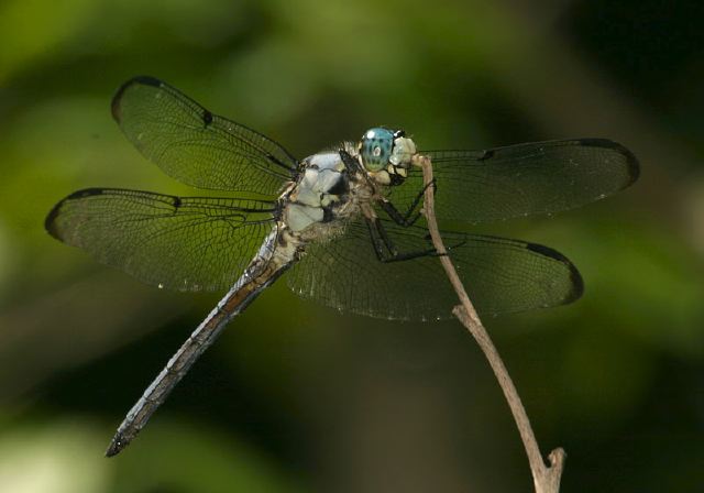 Libellula vibrans Libellulidae