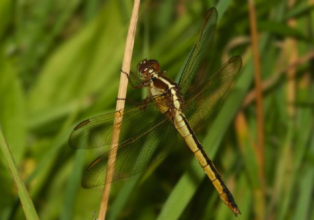 Libellula needhami Libellulidae