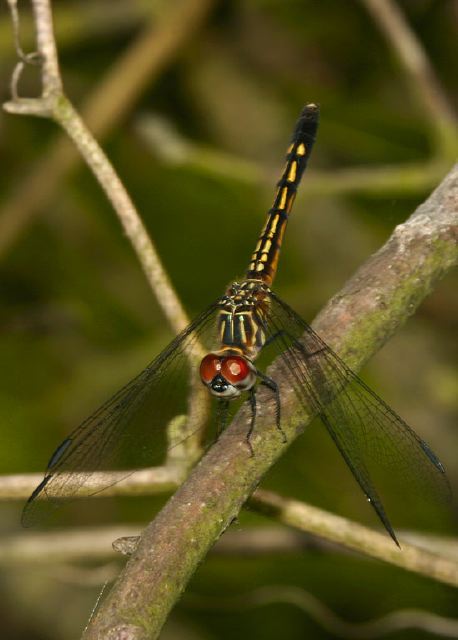 Pachydiplax longipennis Libellulidae