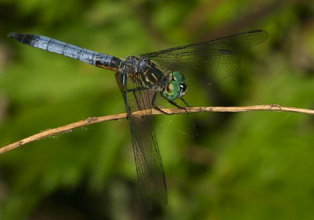 Pachydiplax longipennis Libellulidae