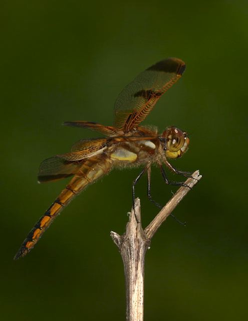 Libellula semifasciata Libellulidae