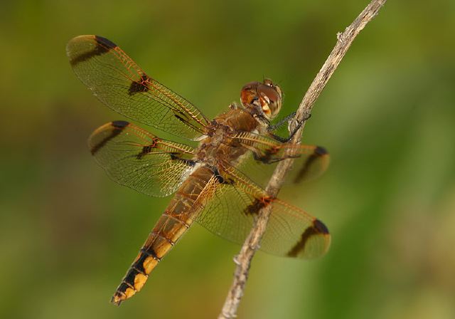 Libellula semifasciata Libellulidae