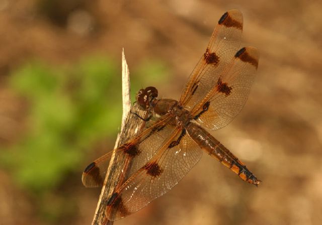 Libellula semifasciata Libellulidae