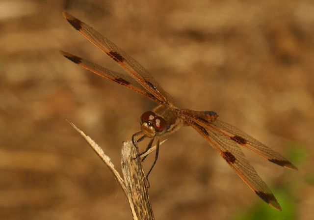 Libellula semifasciata Libellulidae
