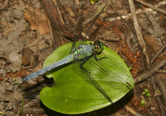 Erythemis simplicicollis Libellulidae