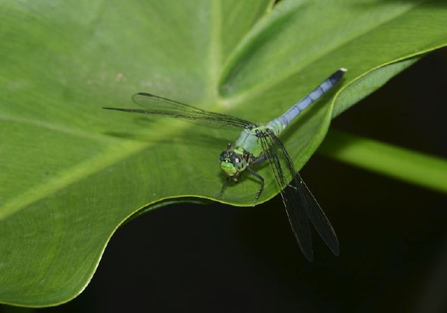 Erythemis simplicicollis Libellulidae