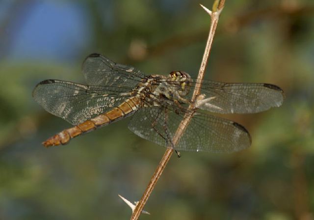 Orthemis ferruginea Libellulidae