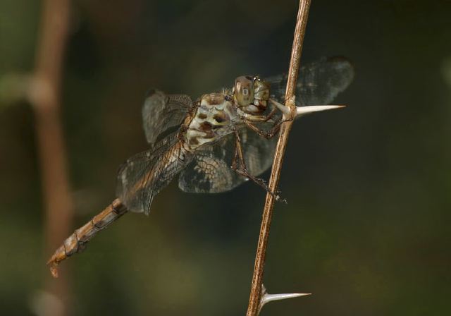 Orthemis ferruginea Libellulidae