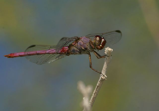 Orthemis ferruginea Libellulidae