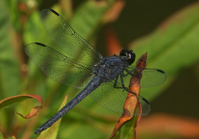 Libellula incesta Libellulidae