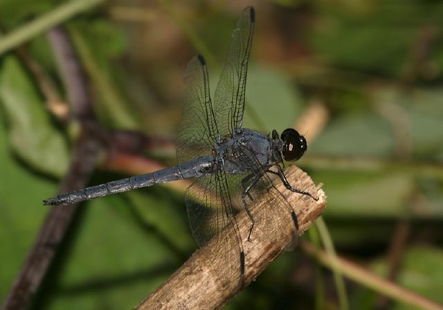 Libellula incesta Libellulidae