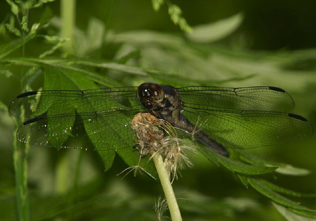 Libellula incesta Libellulidae