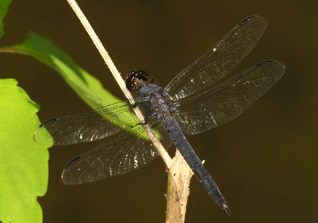 Libellula incesta Libellulidae