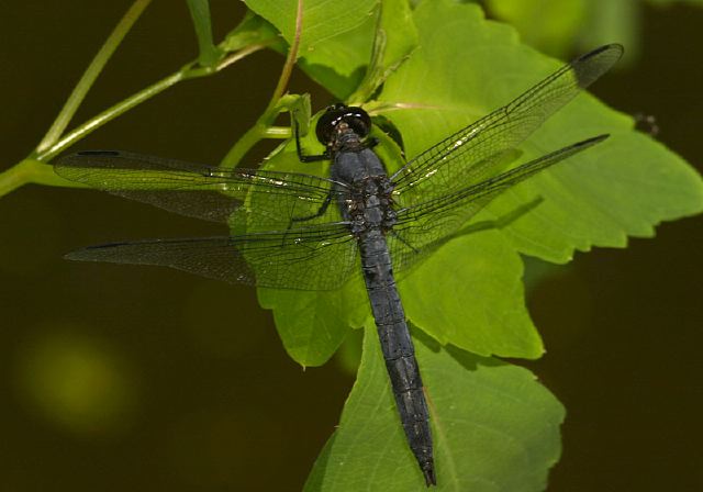 Libellula incesta Libellulidae