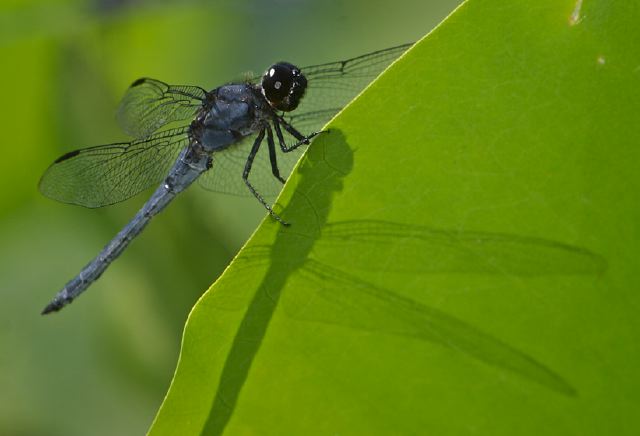 Libellula incesta Libellulidae