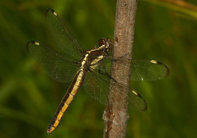 Libellula cyanea Libellulidae