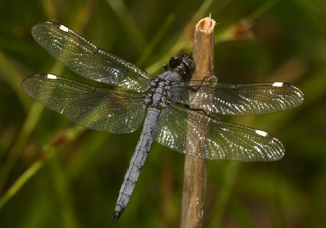 Libellula cyanea Libellulidae