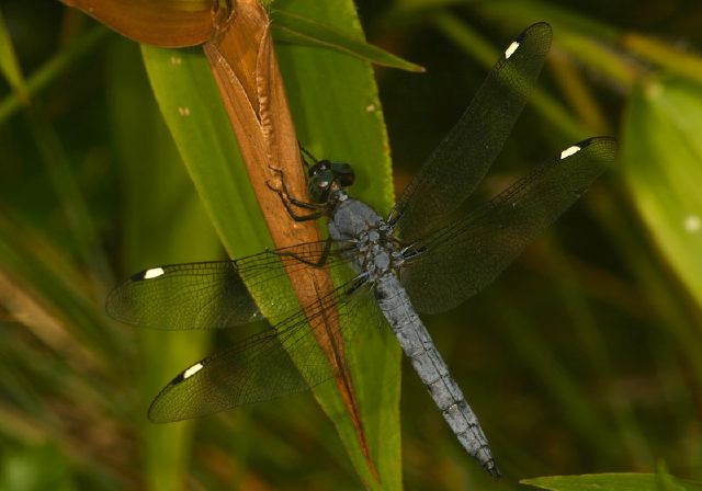 Libellula cyanea Libellulidae