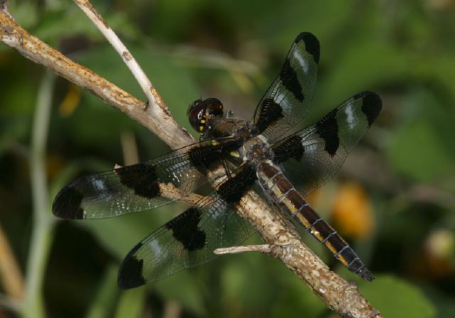 Libellula pulchella Libellulidae