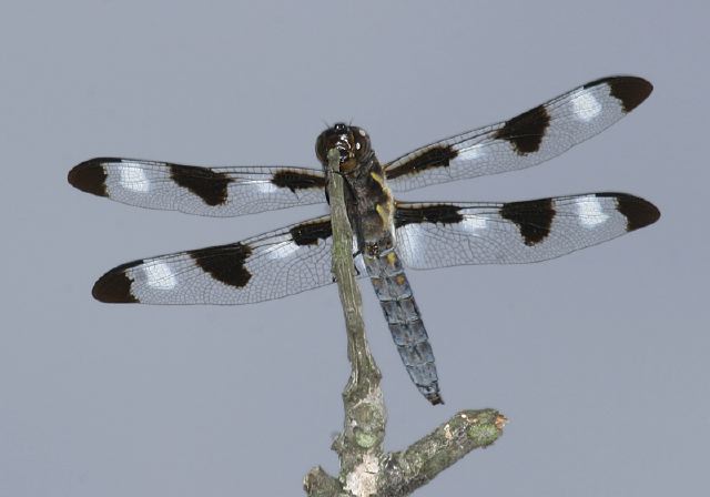 Libellula pulchella Libellulidae