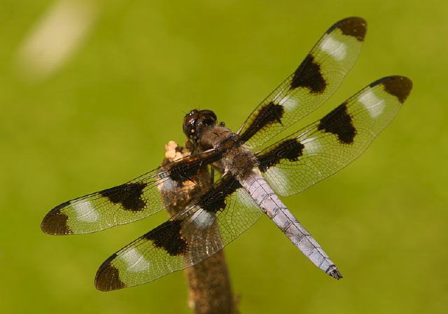 Libellula pulchella Libellulidae