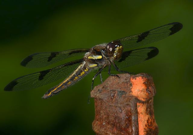 Libellula pulchella Libellulidae