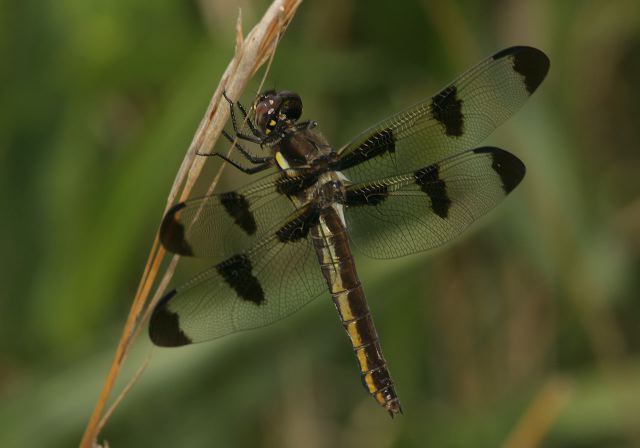 Libellula pulchella Libellulidae