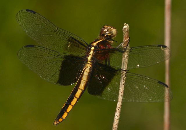 Libellula luctuosa Libellulidae