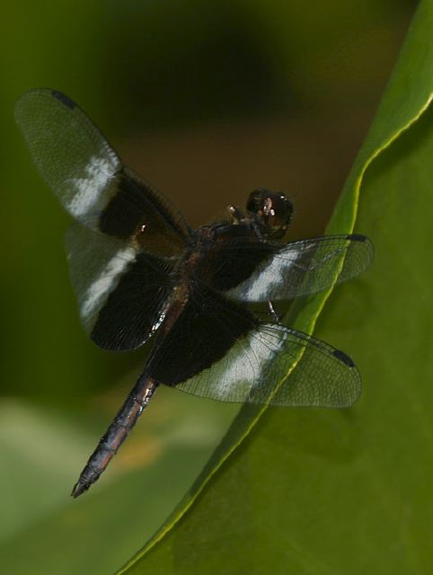 Libellula luctuosa Libellulidae