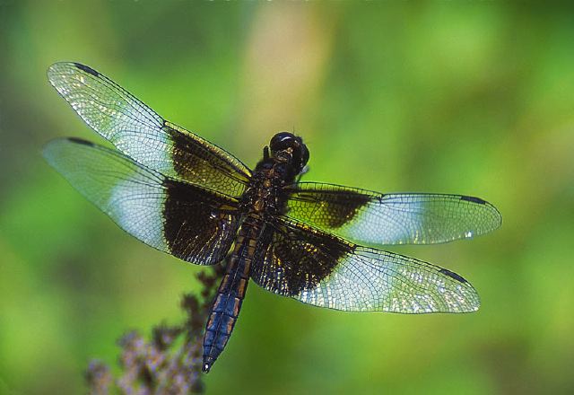 Libellula luctuosa Libellulidae