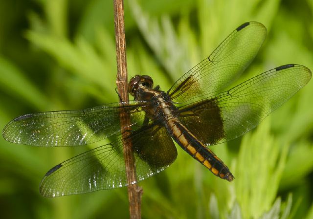 Libellula luctuosa Libellulidae