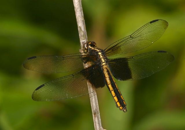 Libellula luctuosa Libellulidae