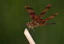 calico_pennant006