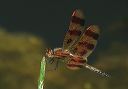 calico_pennant194