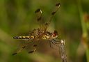 calico_pennant454