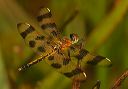 halloween_pennant849