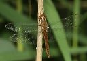 spot-winged_glider555