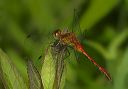 meadowhawksp571
